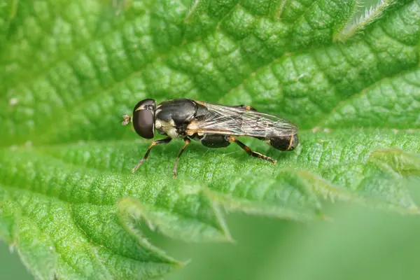 Φυσική Closeup Μια Παχιά Μύγα Hoverfly Syritta Piens Κάθεται Ένα — Φωτογραφία Αρχείου