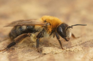 Kıllı, kahverengi, gri, maden arısı Andrena Nitida 'nın yakından çekilmiş fotoğrafı.