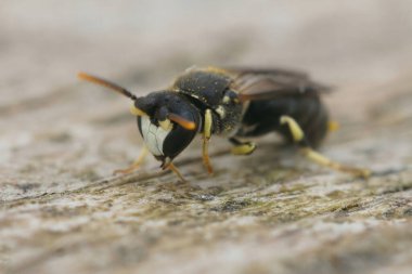 Nadir bulunan tebeşir sarısı yüzlü arı Hylaeus dilatatus 'un bir erkeği hakkında detaylı bilgi.