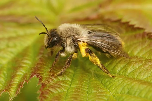 Närbild Kvinnlig Grå Backas Gruva Bee Andrena Vaga Med Gul — Stockfoto