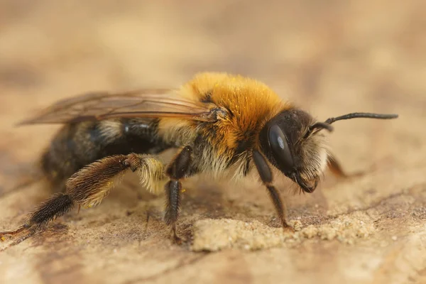 Детальний Склад Пухнастій Коричневої Самиці Сірої Латаної Гірничодобувної Бджоли Андрен — стокове фото