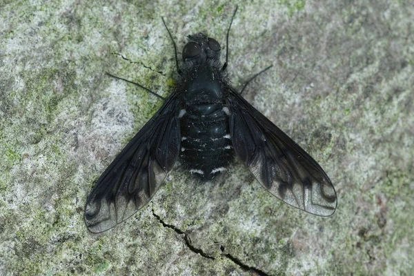 Parazit Kara Arı Sineği Nin Detaylı Görüntüsü Şarbon Şarbonu Tahtada — Stok fotoğraf