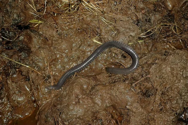 Çamurlu topraklarda nadiren fotoğraflanan Afrika Amfibi Caecilian Geotrypetes Seraphinii 'ye yakın çekim.