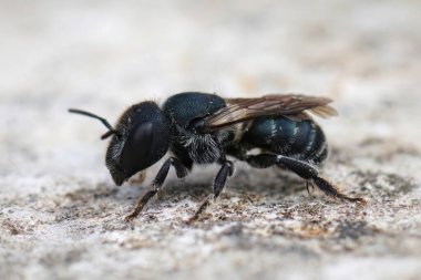 Koyu renkli dişi bir Bule Mason arısı, Osmia Caerulescens 'e yakın plan.