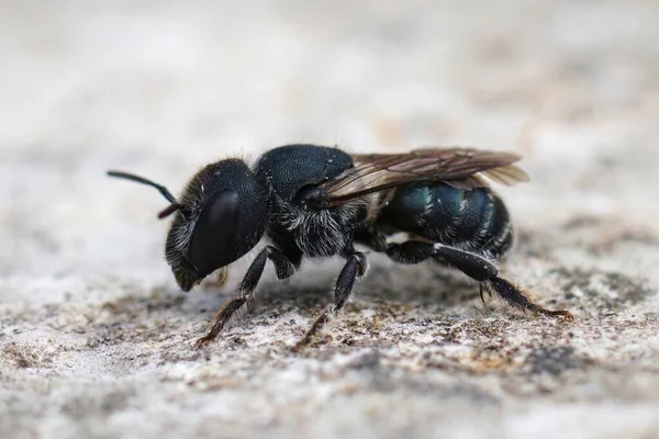 Close Uma Pequena Fêmea Escura Bule Mason Bee Osmia Caerulescens — Fotografia de Stock