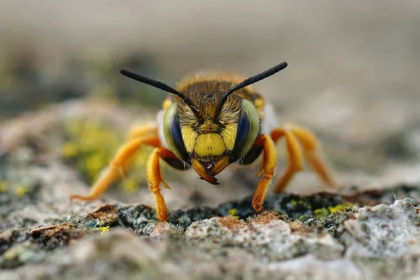Detaljerad Lateral Närbild Färgglad Gul Avlång Carder Bee Anthidium Oblongatum — Stockfoto