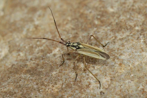 一个成年草甸植物虫Leptopterna Dolabrata坐在石头上的详细特写 — 图库照片
