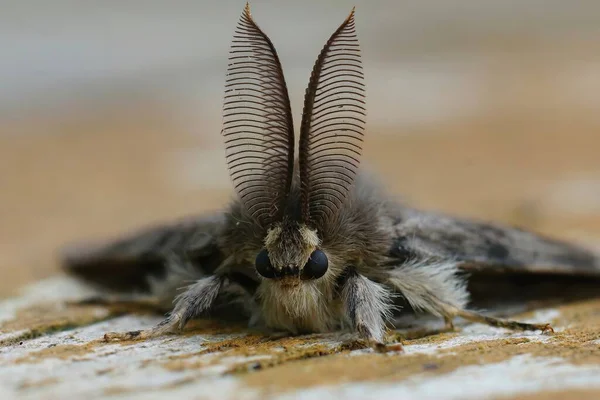 ヨーロッパのジプシーの蛾の上の正面の詳細な垂直閉鎖 Lymantriaはそれが注目すべきアンテナであることで消える — ストック写真