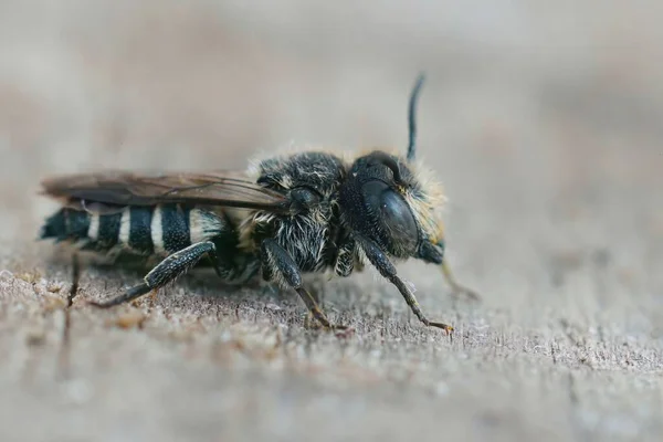 Подробный Крупный План Самца Острый Хвост Одинокой Пчелы Coelioxys Сидящей — стоковое фото