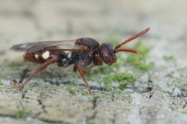 Büyük Ayı Pençeli Göçebe Arı 'nın dişisi Nomada albogutata tahtada