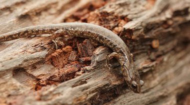 Kuzey Kaliforniya 'daki muhteşem renkli, bulutlu semender Aneides ferreus' un detaylı görüntüsü.