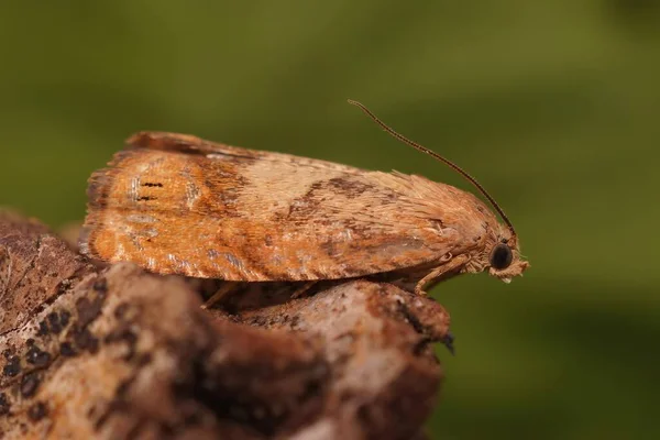 Detailed Closeup Rusty Oak Tortricid Moth Cydia Amplana Sitting Wood — Stock Photo, Image