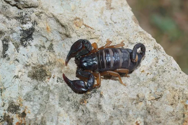 Naturlig Närbild Europeisk Gulstjärtad Skorpion Euscorpius Flavicaudis — Stockfoto
