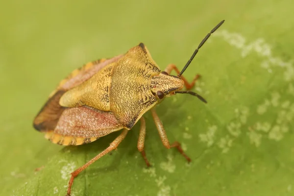 Closeup Detalhada Sobre Colorido Carpocoris Fuscispinus Shieldbug Sentado Uma Folha — Fotografia de Stock