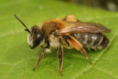 Dişi gri bir maden arısı, Andrena Tibialis 'in yakından çekilmiş fotoğrafı.