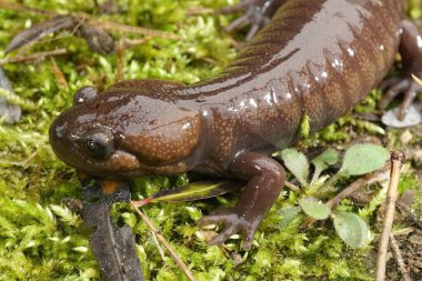 Kahverengi bir Nortwestern köstebek semenderi, Ambystoma gracile yeşil yosunlarda oturuyor.