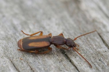 Kahverengi ve siyah zemin böceği, Polistichus Connexus tahtada oturuyor.
