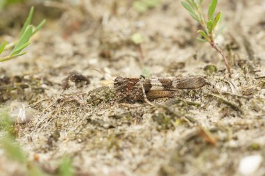 Mavi kanatlı çekirgeye yakın, Oedipoda caerulescens Belçika sahilinde kumsalda oturuyor.
