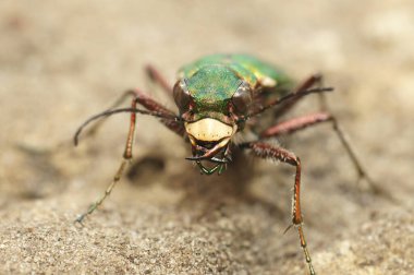 Yerde yeşil kaplan böceği Cicindela kampının detaylı ön çekimi.