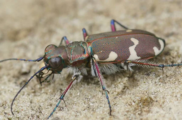 北砂丘虎甲虫 チキンデラハイブリッド砂質土の上に座っている — ストック写真