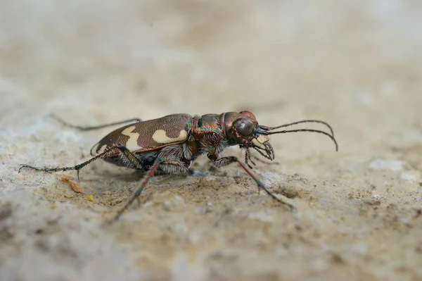 Detailed Closeup Northern Dune Tiger Beetle Cicindela Hybrida Sitting Sandy — Stock Photo, Image
