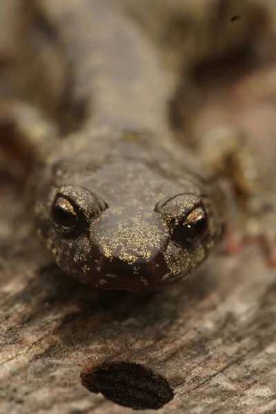Detaljerad Vertikal Front Närbild Vacker Färgad Vuxen Moln Salamander Aneides — Stockfoto