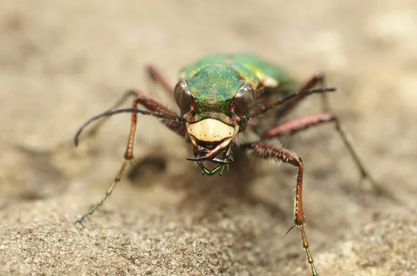 Detailed frontal close-up shot of green tiger beetle Cicindela campestris, on the ground