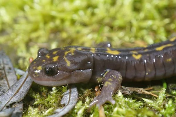 Närbild Den Kritiskt Hotade Gorgan Mountain Salamander Paradactylodon Gorganensis Mossa — Stockfoto