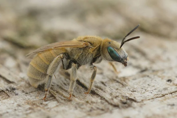 지중해 Mealy Metallic Furrow Bee 암컷의 Vestitohalict Osus — 스톡 사진