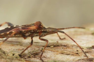 Batı kozalaklı kozalaklı tohum böceği hakkında detaylı bilgi, Leptoglossus occidentalis tahtada