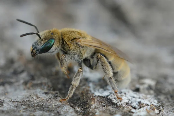 地中海金属 呋喃蜜蜂号 Vestitohalict Pollinosus 雌性动物的详细特写 — 图库照片