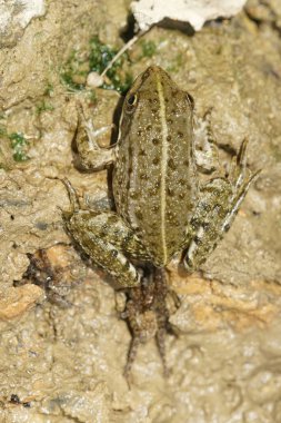 Küçük bir Akdeniz havuz kurbağası olan pelophylax dersinin doğal detayları.