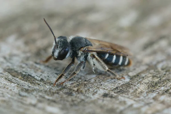 Detaillierte Nahaufnahme Einer Weiblichen Mediterranen Bergbaubiene Andrena Variabilis Die Auf — Stockfoto