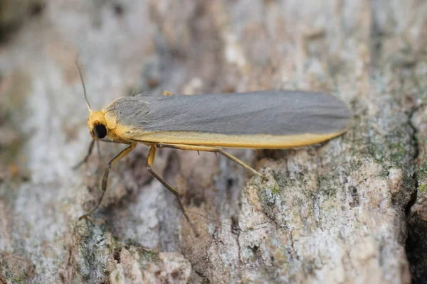 Detailed Closeup Common Footman Moth Eilema Lurideola Sitting Leaf Shrubs — Stock Photo, Image