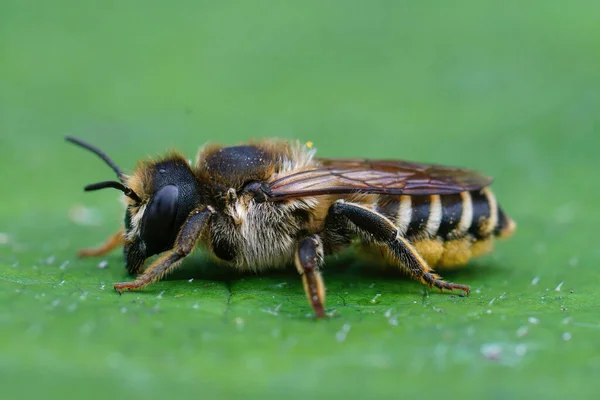 雌性切叶蜂的自然特写 Megachile Ericetorum坐在绿叶上 — 图库照片