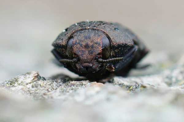 Gard Capnodis Bricosa Nın Büyük Kahverengi Mücevher Böceklerinden Birinin Ayrıntılı — Stok fotoğraf