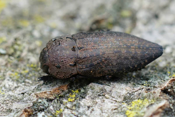 庭からの大きな茶色の宝石の甲虫の1つ Capnodistenebricosaの詳細を閉じる — ストック写真