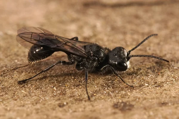 暗い黒の正方形の頭をしごき 地面に座っているPemphredonゴブリの詳細な閉鎖 — ストック写真