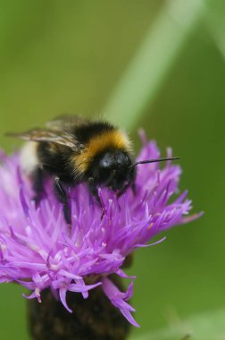 Doğal olarak bir Vesta yaban arısı, Bombus Vestalis mor bir knapweed çiçeğinin üzerinde oturuyor, centaurea jacea