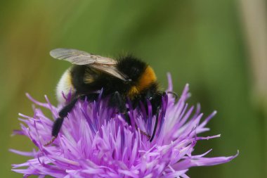 Doğal olarak bir Vesta yaban arısı, Bombus Vestalis mor bir knapweed çiçeğinin üzerinde oturuyor, centaurea jacea