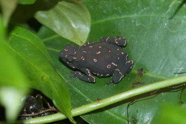 Renkli ve nesli tükenmekte olan mor floresan kurbağası Atelopus barbotoni 'ye renkli yakın plan.