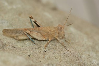 Akdeniz 'e yakın, gri renkli mavi kanatlı çekirge, Sphingonotus caerulans