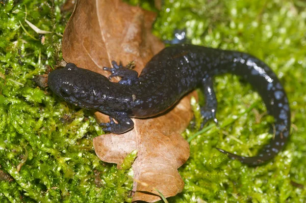 Foto Perto Uma Fêmea Ameaçada Salamandra Toupeira Azul Americana Musgo — Fotografia de Stock