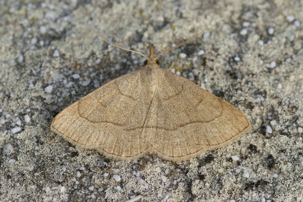 Closeup Mediterranean Clay Fan Foot Moth Paracolax Tristalis Sitting Wall — Stock Photo, Image