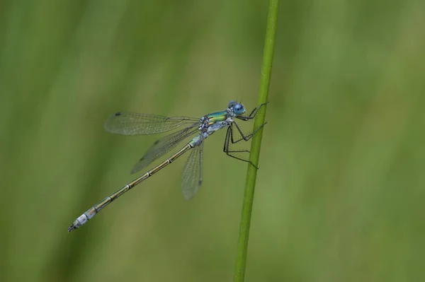 Natürliche Nahaufnahme Einer Farbenfrohen Blauen Und Grünen Libelle Lestes Dryas — Stockfoto