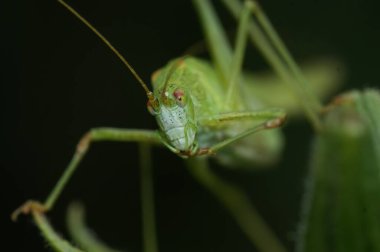 Bitki örtüsünde parlak yeşil, Orak-taşıyıcı Bush-Cricket, Phaneroptera falcata 'ya yakın plan.