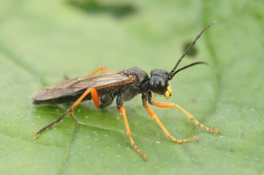 Renkli testere sineğinin doğal koseup 'ı, yeşil bir yaprağın üzerinde oturan Tenthredo atra