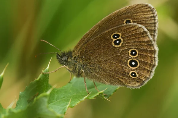 Naturalne Zbliżenie Brązowego Motyla Rignlet Aphantopus Hyperantus Siedzi Vegation — Zdjęcie stockowe