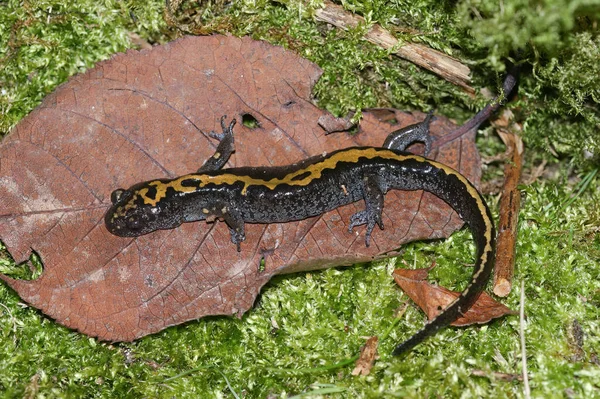 Gros Plan Dorsal Sur Salamandre Taupe Longs Doigts Pacifique Ambystoma — Photo