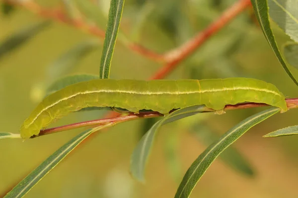 先驱报 飞蛾绿色毛毛虫Scoliopteryx Libatrix栖息在唾液叶上的自然特写 — 图库照片